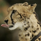 Image for article titled Man Vs. Wild (Woman): Intrepid Explorer Exposes Dangerous "Cheetahs"